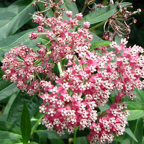  Asclepias incarnata Cinderella